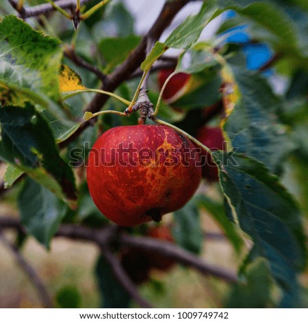 Ripe apple on the tree