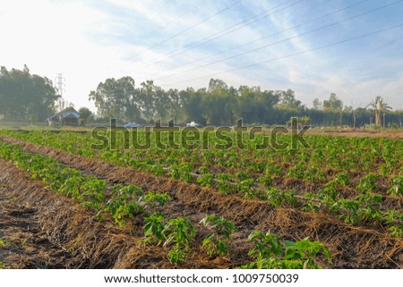 A front selective focus picture of chilli garden in agriculture farm