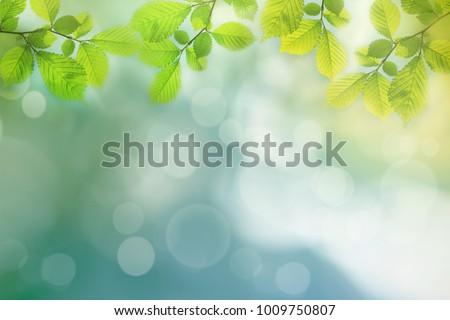Spring background, green tree leaves on blurred background Royalty-Free Stock Photo #1009750807