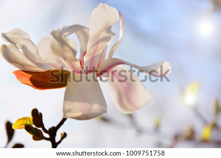 Star Magnolia (Magnolia stellata)
