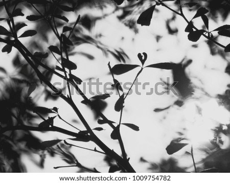 A black and white picture of branches with blur background.