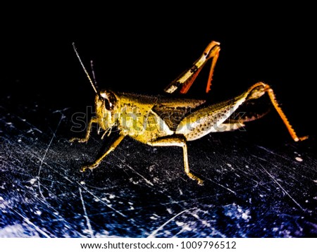 Golden grasshopper picture 