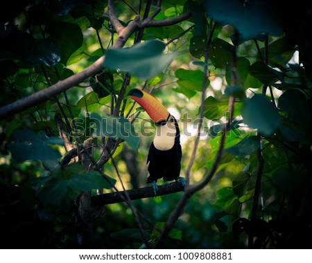 The beautiful toucan is on the green tree