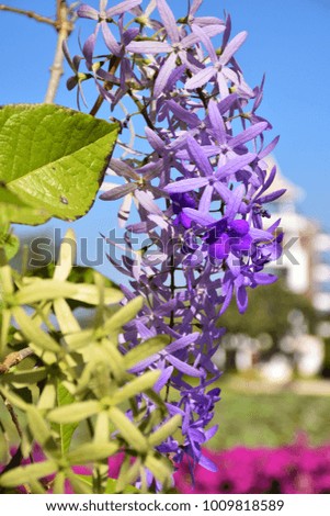 Purple flower hanging on the tree. the New flower is green. selective focus. Beautiful and colorful flower in the sunny day. 