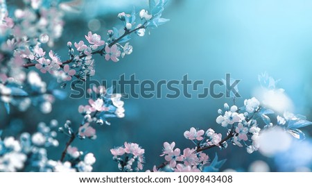 Beautiful floral spring abstract background of nature. Branches of blossoming apricot macro with soft focus on gentle light blue sky background. For easter and spring greeting cards with copy space Royalty-Free Stock Photo #1009843408