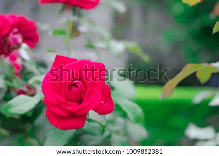 Roses red (Rosa hybrids) are flowers that convey love. Popular for Valentine's Day on copy space