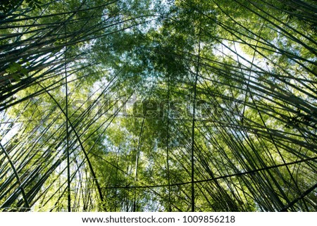 high bamboo tree on sky in day light