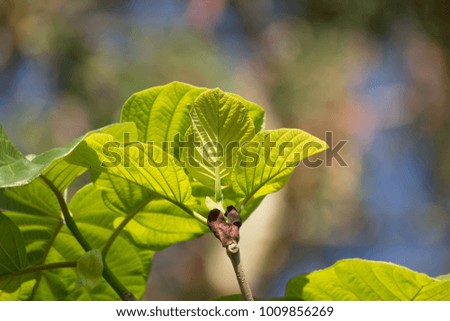 Close up Green Leaf of teak tree