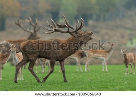 Deer Stag Animal