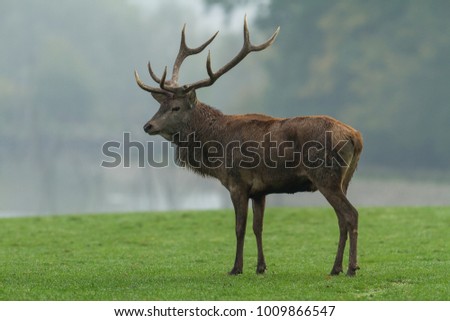 Deer Stag Animal