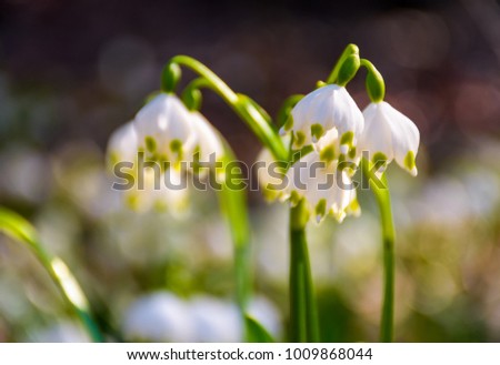 Beautiful blooming of White spring snowflake flowers in springtime. Snowflake also called Summer Snowflake or Loddon Lily or Leucojum vernum on a blurry background 