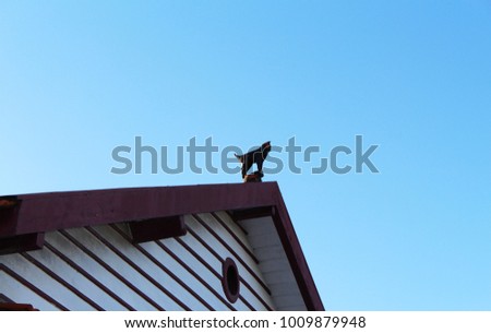 Abstract roof with wood carved cat figure.
