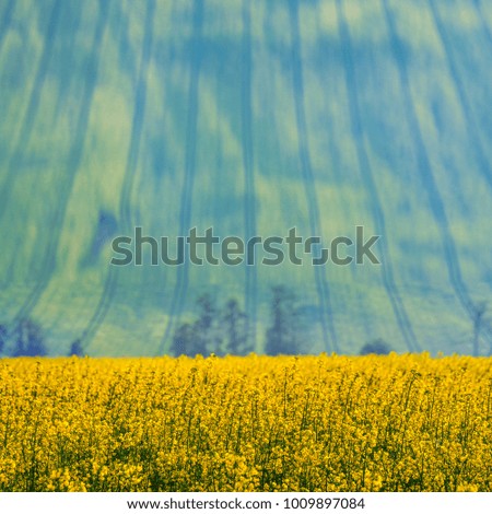 Spring yellow and green colza field in spring morning. Photo with edit space. Blurred background, Spring wallpaper.