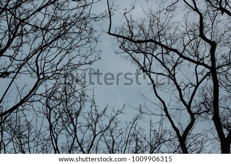Empty tree branches against the background with a clear evening sky in winter. Gothic background.