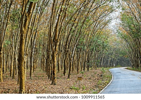 landscape scene of curved road in to rubber forest at the morning so beautiful pattern for background