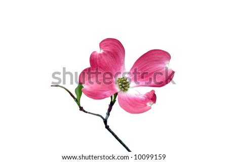 A picture of a single magnolia blossom on a white background