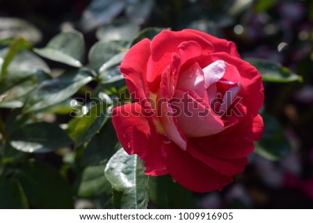 Unusually beautiful amazing red rose on a  background of green leaves -  Haymat's melody