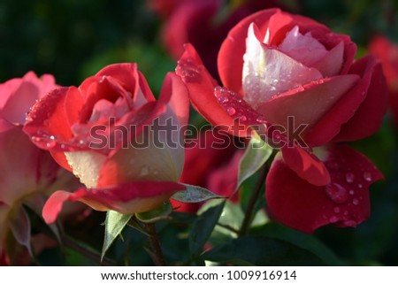 Unusually beautiful amazing red rose on a  background of green leaves -  Haymat's melody