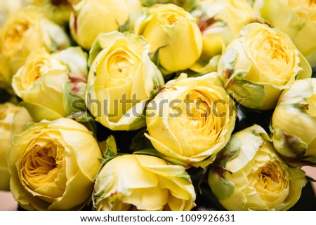 Yellow peony shaped roses texture, close up view