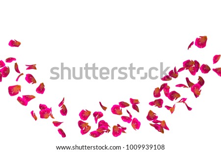 Red rose petals fly in a circle. The center free space for Your photos or text. Isolated white background