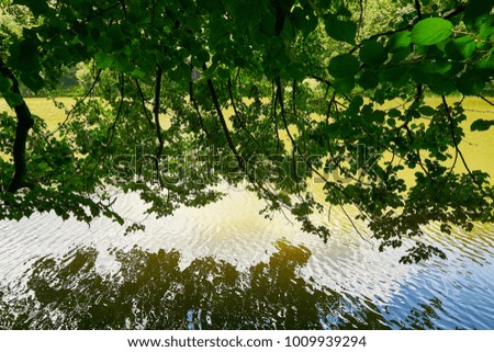 Abstract background. Dramatic landscape. An abandoned lake in the forest. Trees and bushes are broken and hang over water.