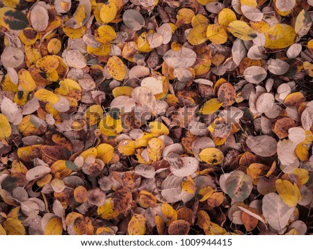 Fallen autumn leaves, Oulu, Finland