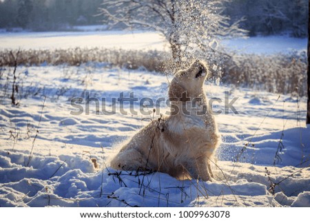 Dog rejoices in the snow