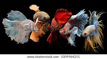 Mixed colorful fancy betta saimese fighting fish motion and colour in black background.