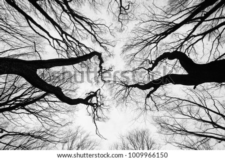 Bare tree branches silhouettes against grey sky like abstract cracks. View from below to the sky in black and white colors (monochrome). Minimalism concept. High tree trunks with no leaves.
