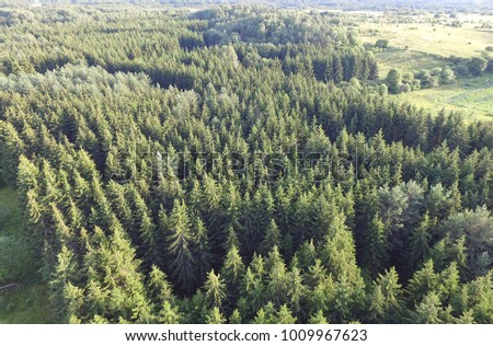 Lithuanian forest birds eye view - Green forest aerial photo - Forestry industry drone photo