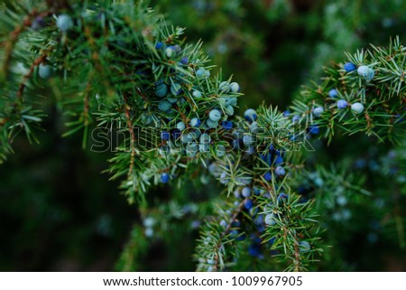 Ripe and unripe cone berries of Juniperus communiscommon juniper in forest, Finland. The cones are used to flavour certain beers and gin. Royalty-Free Stock Photo #1009967905