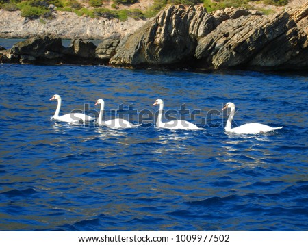 Photo of swans swimming in deep blue sea