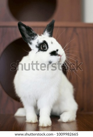 A domesticated black and white Dwarf rabbit