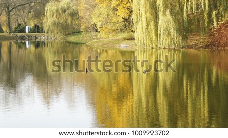 Autumn park, the pond - beautiful autumn landscape