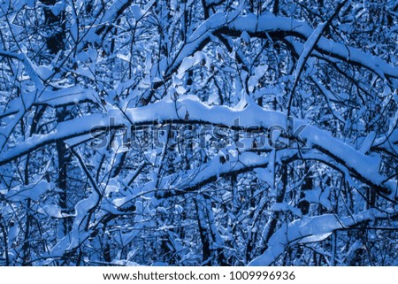 snow glistens on a branch in the evening forest winter background
