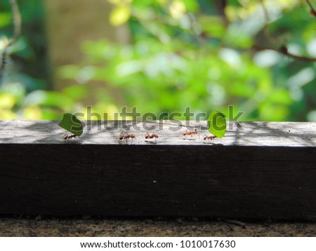 Working ants on a natural green background