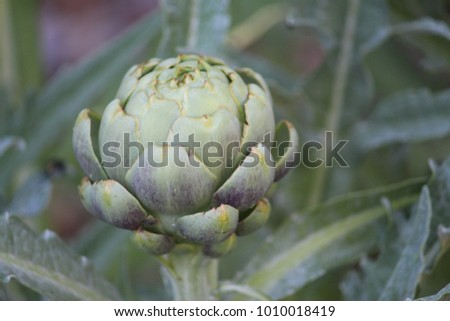Globe artichoke head pictured still with the plant