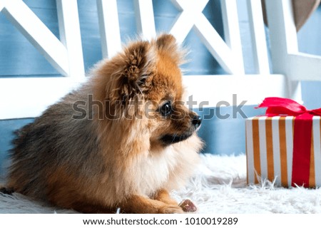 Pomeranian spitz is laying on the white plaid and eating delicacy. Concept happy holiday and food. 