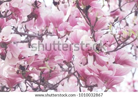 Beautiful magnolia tree in blooming in a botanical garden. Spring view.