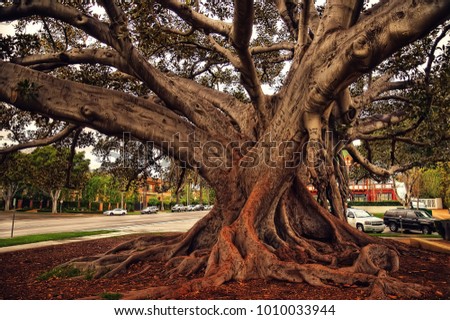 Beverly Hills Fig Tree