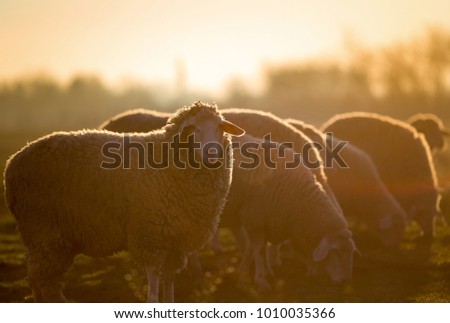 Group of sheep walking on farmland in winter time and looking at camera