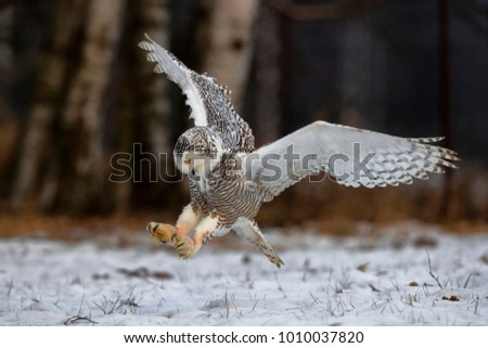 A great strong white owl with huge yellow eyes and wide spread wings flying above snowy steppe. Snowy Owl, Bubo scandiacus. Royalty-Free Stock Photo #1010037820