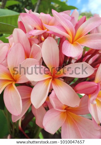 Beautiful bunch of light pink frangipani blooms with yellow centres