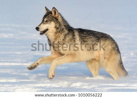 Timber wolf (Canis lupus) pack against white snowy background