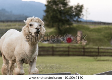 Close up of alpaca in a field