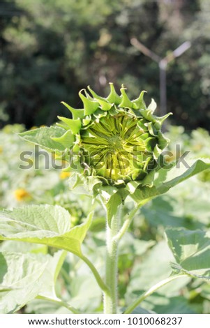 Helianthus annuus or sunflower