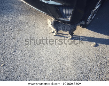 A cat is walking in front of a car. Then stop turning to take pictures.