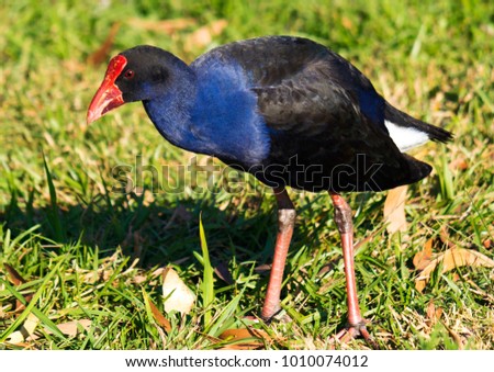 close up of a bush turkey searching for food in a grass field, university of the sunshine coast