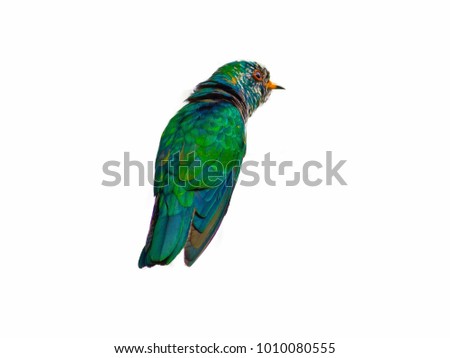 Beautiful green bird isolated on white background. Asian Emerald Cuckoo (Chrysococcyx maculatus ) Bird.