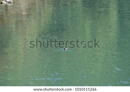 River swim duck

